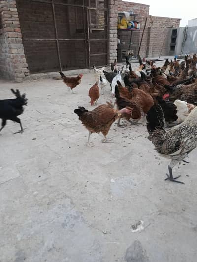 pathy pathiya for sale
