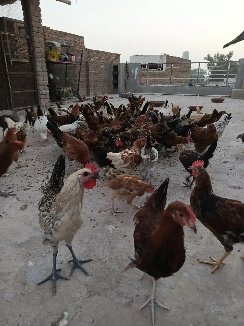 pathy pathiya for sale — photo 2