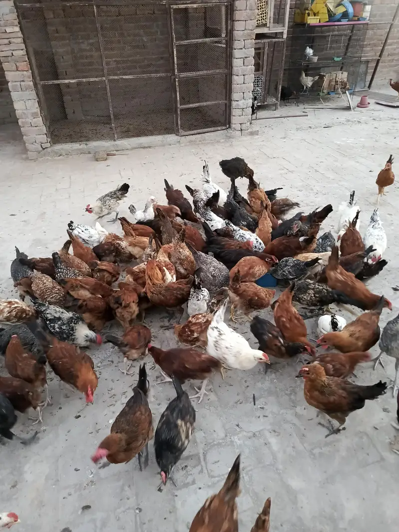 pathy pathiya for sale — photo 4