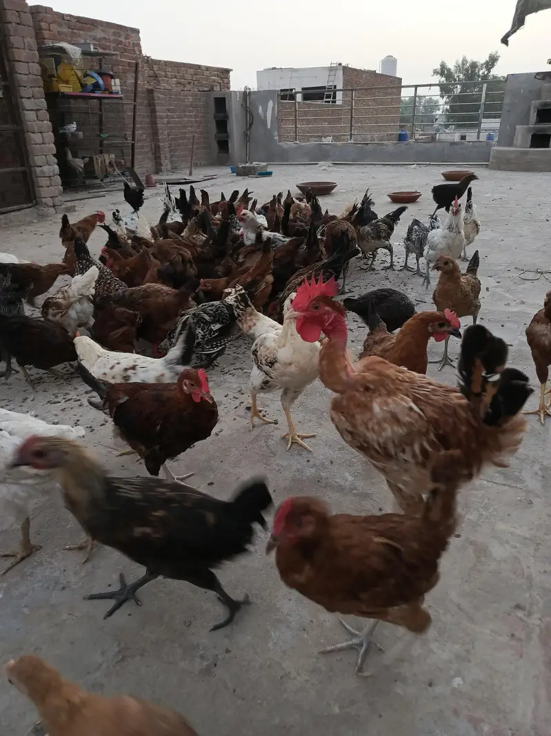pathy pathiya for sale — photo 5