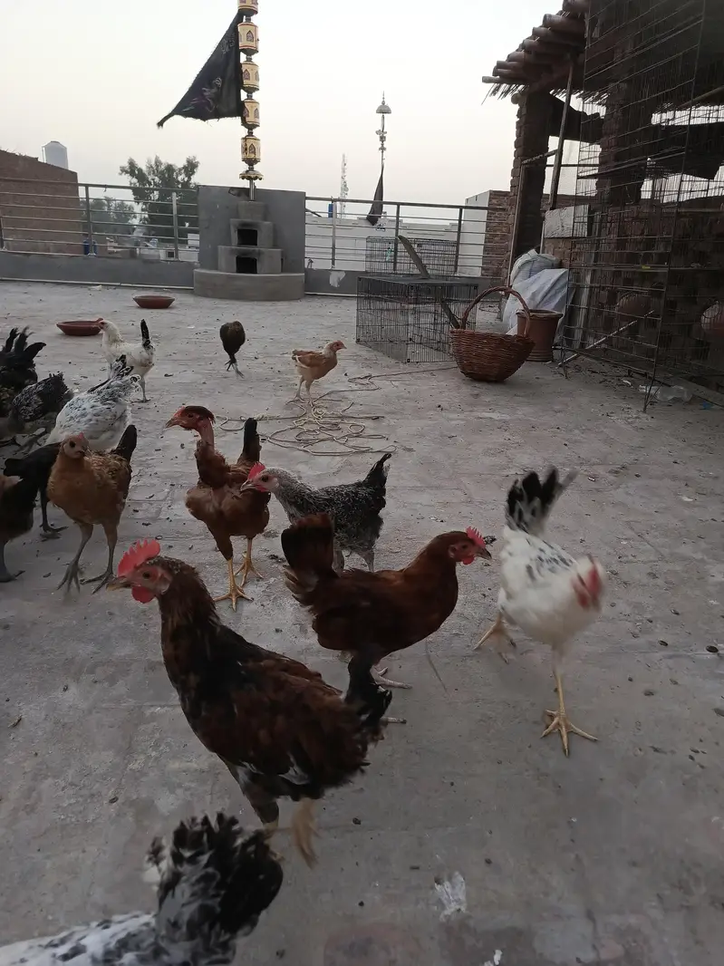 pathy pathiya for sale — photo 6