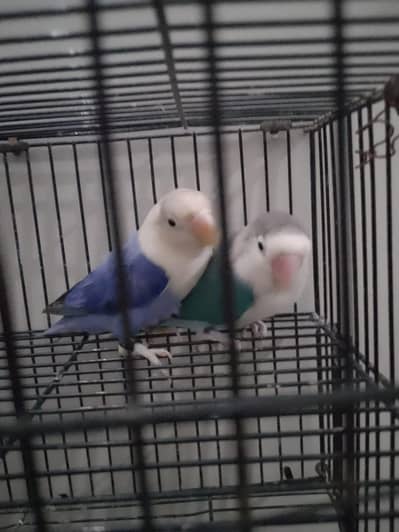 Blue/Opaline Into Voilet Opaline Pair
