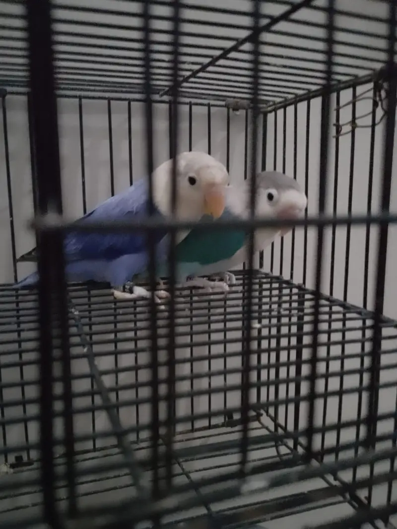 Blue/Opaline Into Voilet Opaline Pair — photo 2