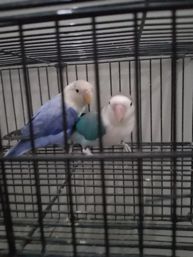 Blue/Opaline Into Voilet Opaline Pair — photo 3