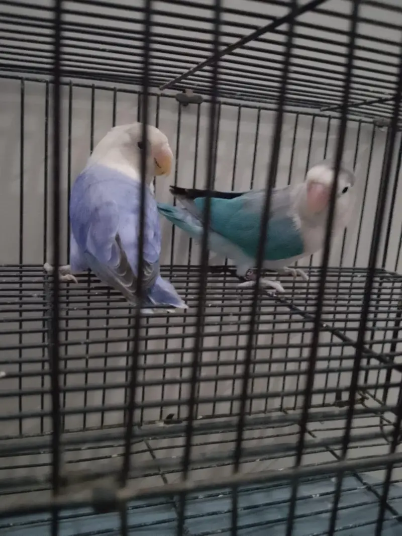Blue/Opaline Into Voilet Opaline Pair — photo 4