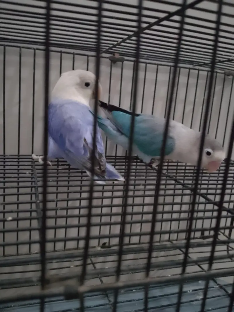 Blue/Opaline Into Voilet Opaline Pair — photo 5