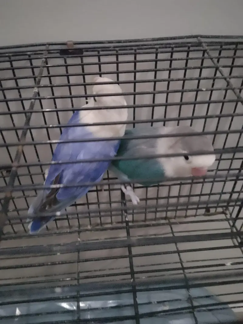 Blue/Opaline Into Voilet Opaline Pair — photo 6