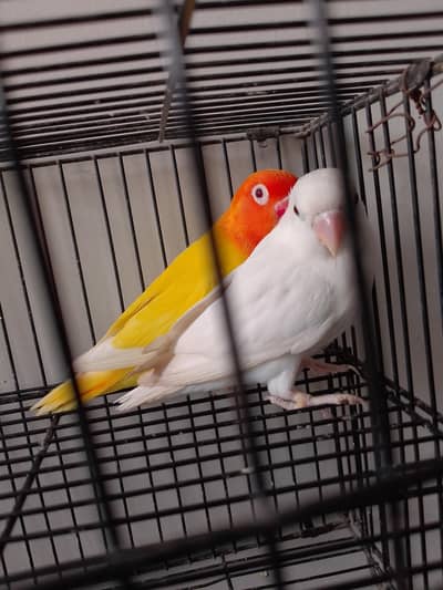 Albino Split Redeyes Into Lutino Redeyes