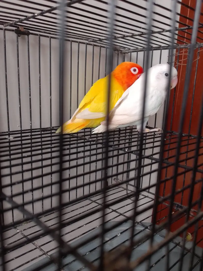 Albino Split Redeyes Into Lutino Redeyes — photo 3