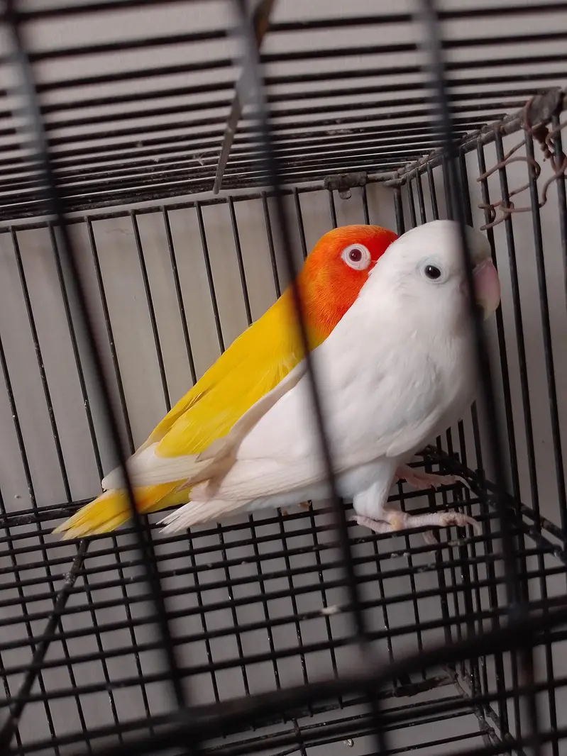 Albino Split Redeyes Into Lutino Redeyes — photo 4