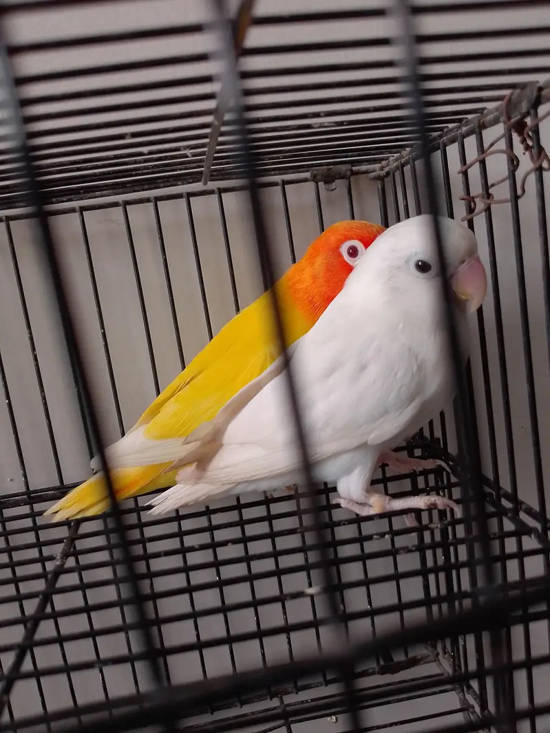 Albino Split Redeyes Into Lutino Redeyes — photo 5