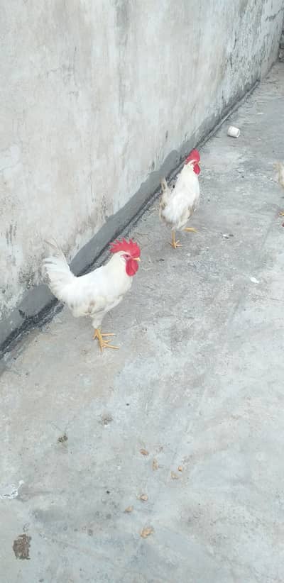 6 months old 2 broiler roasters , i raised them at my home as a pet.
