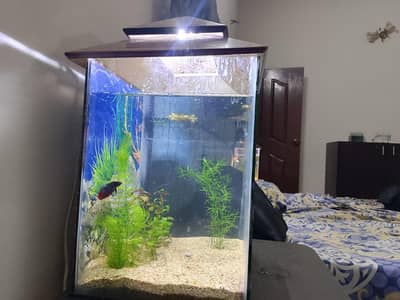 plant and aquarium