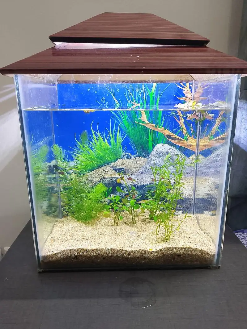 plant and aquarium — photo 2