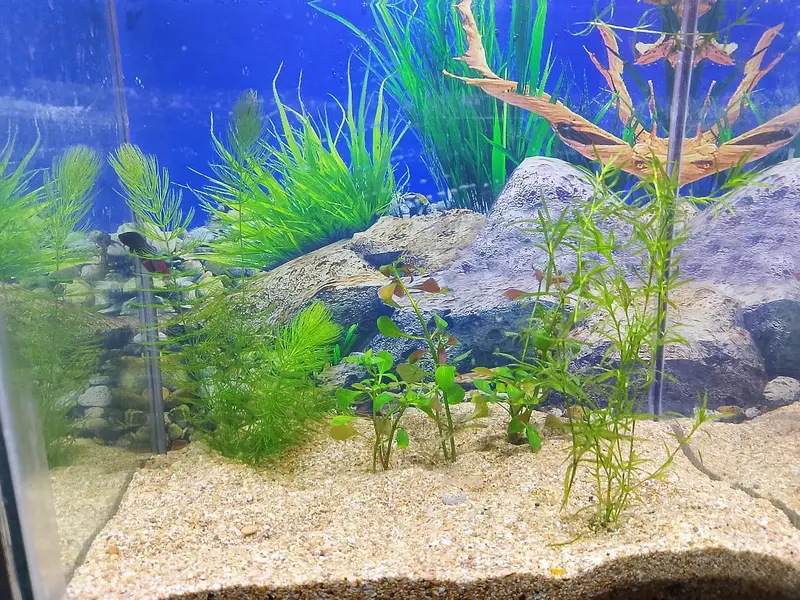 plant and aquarium — photo 3