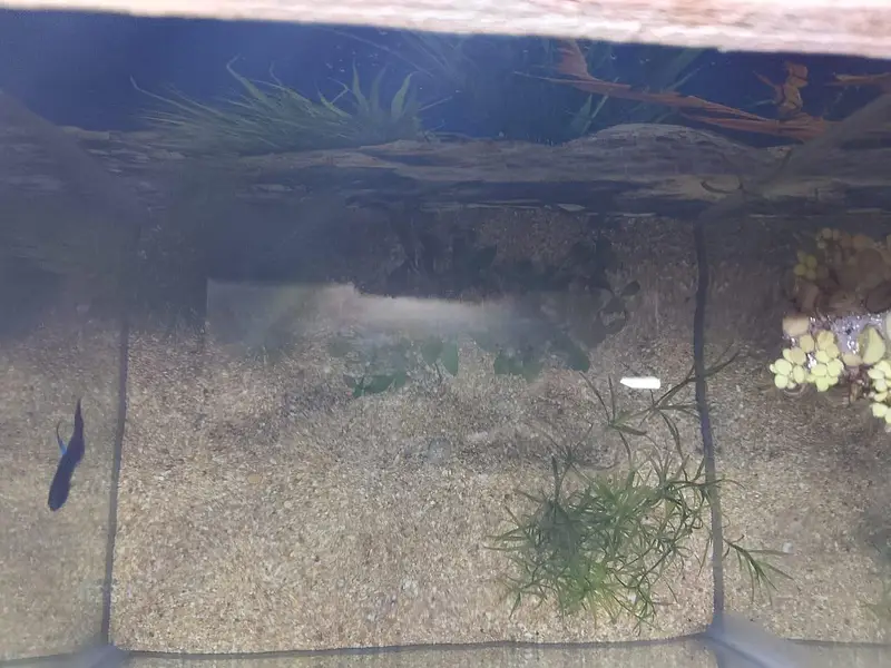 plant and aquarium — photo 4