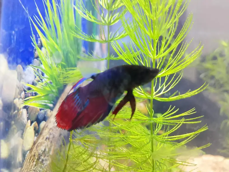 plant and aquarium — photo 5