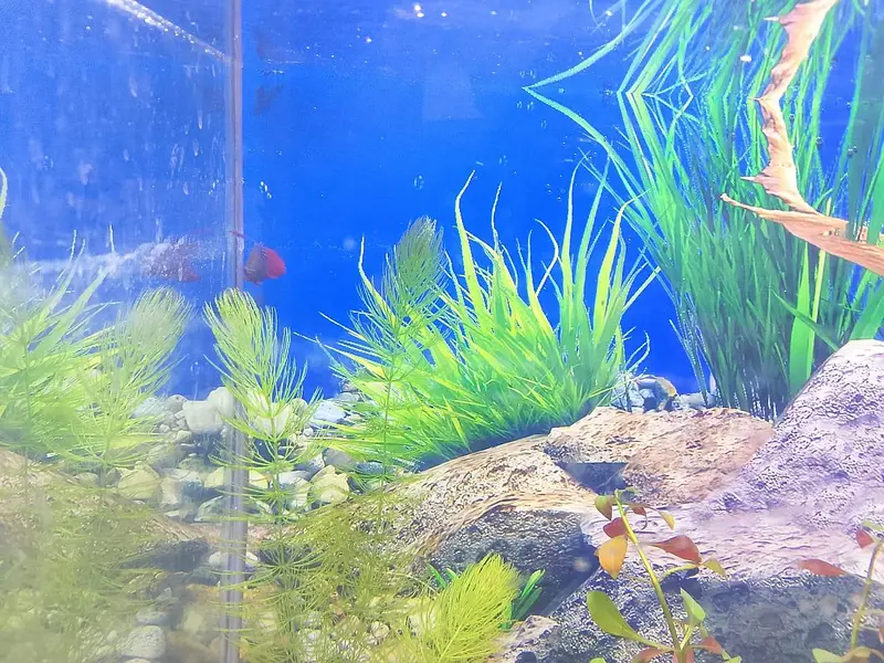 plant and aquarium — photo 6
