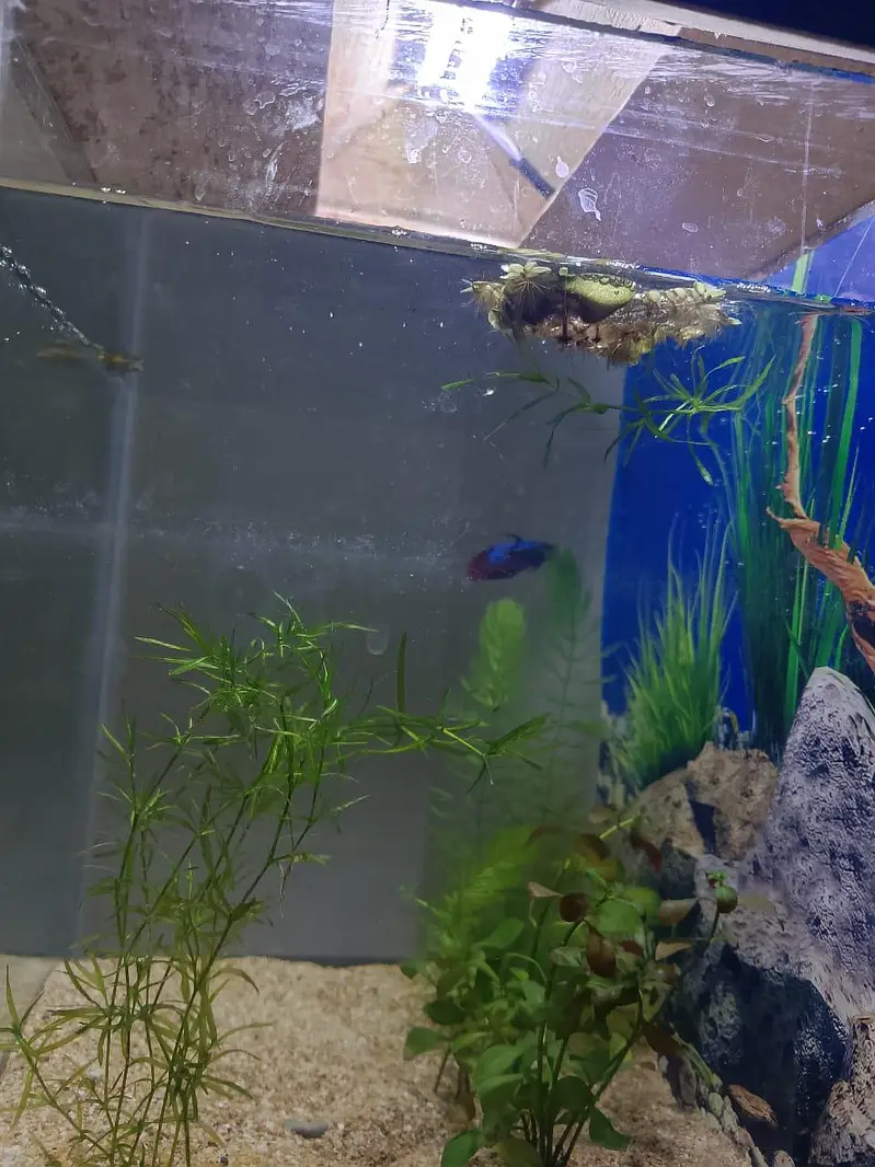 plant and aquarium — photo 7