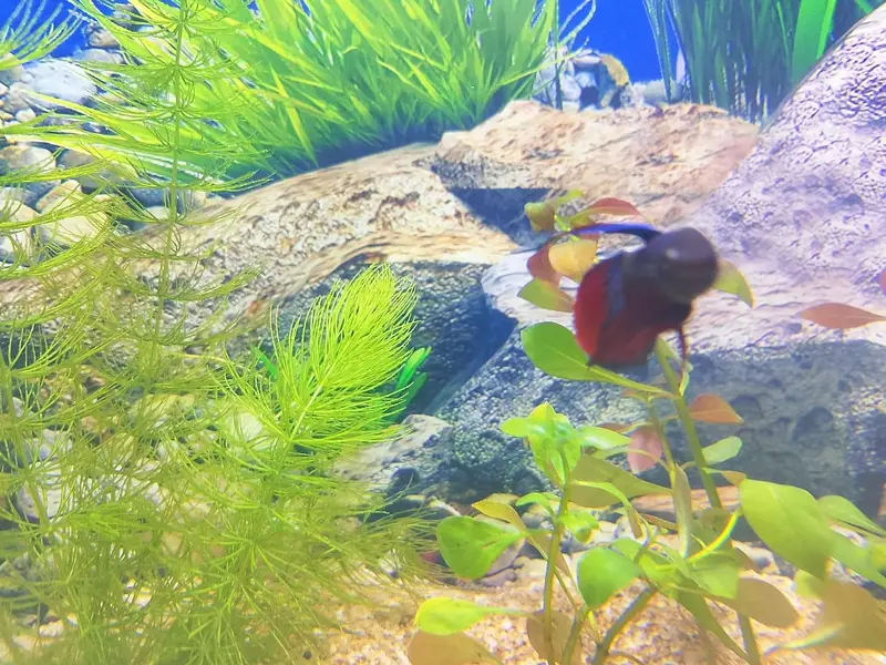 plant and aquarium — photo 8
