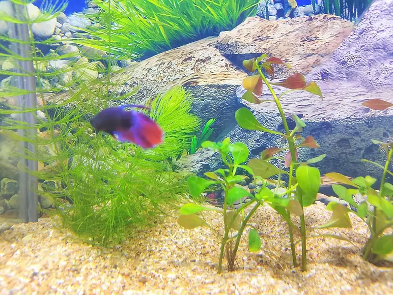 plant and aquarium — photo 9