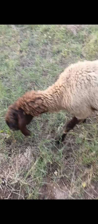 beautiful healthy mix sheep