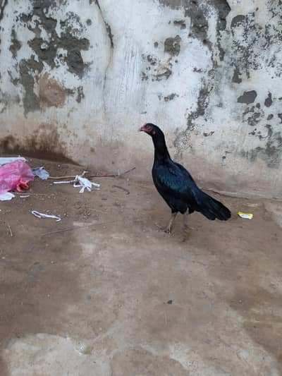 aseel madi pur black