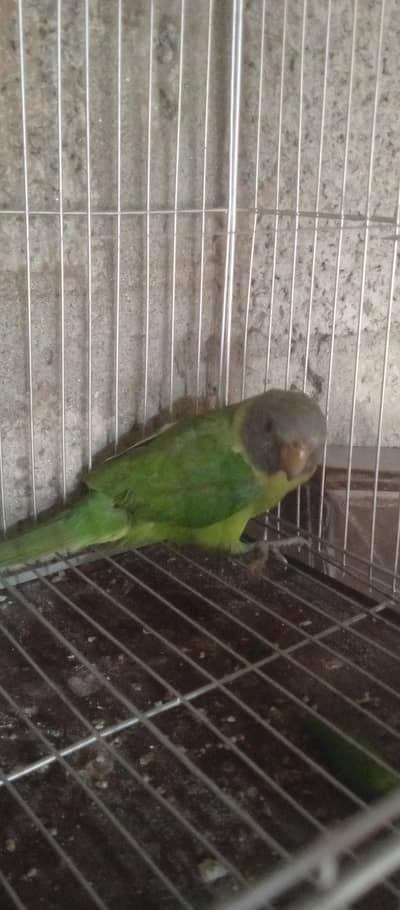 parot ka baccha