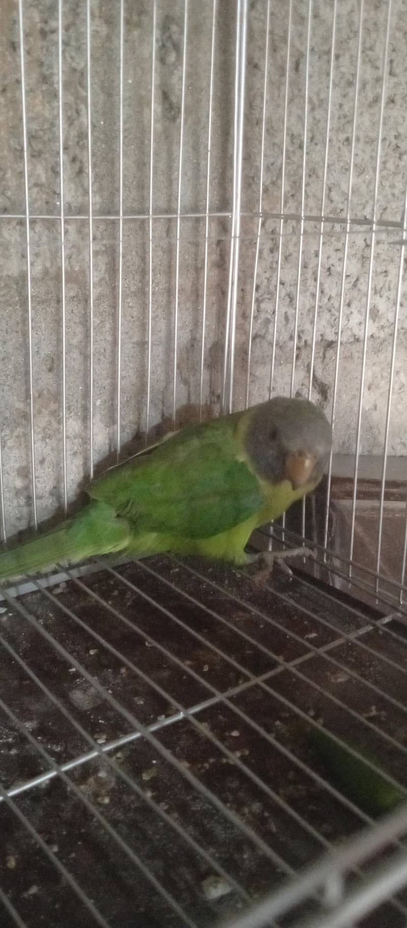 parot ka baccha 0