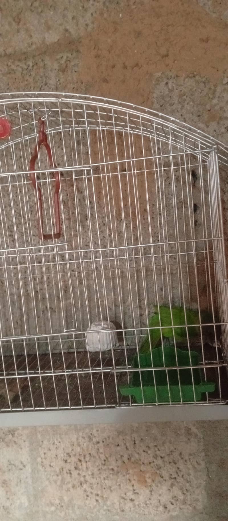 parot ka baccha 1