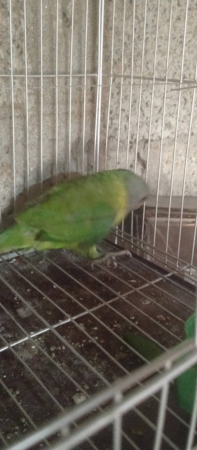 parot ka baccha 2