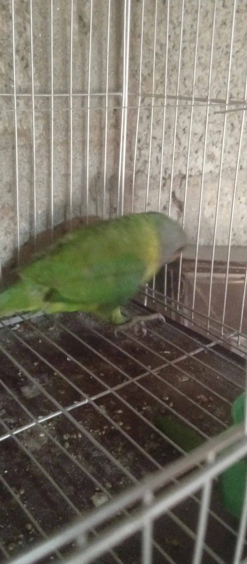 parot ka baccha — photo 3