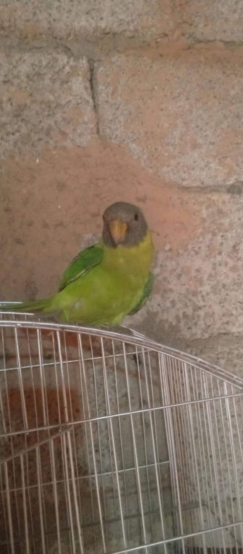 parot ka baccha 3