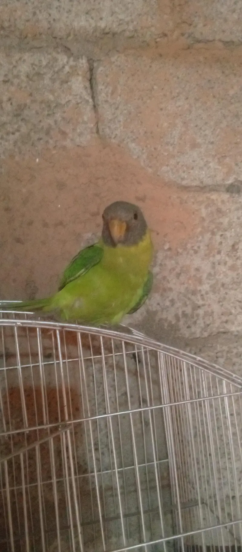 parot ka baccha — photo 4