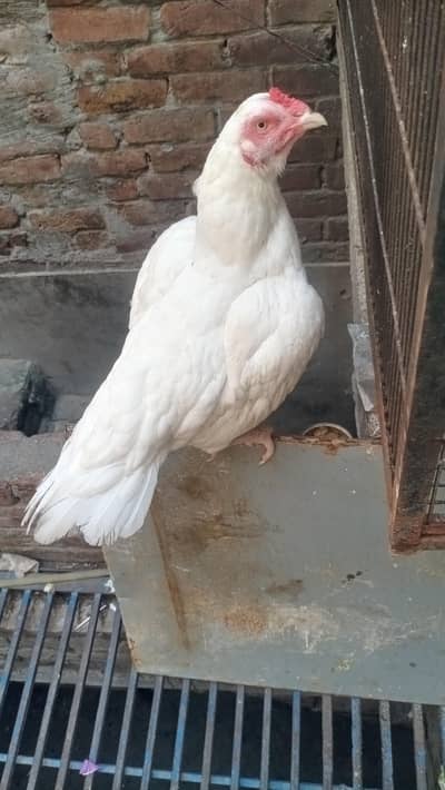 aseel oh shamo bredar morga 27k heera medi 7k xchang indian white madi