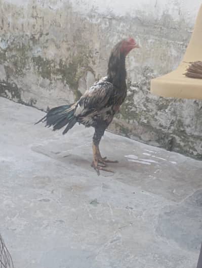 morga