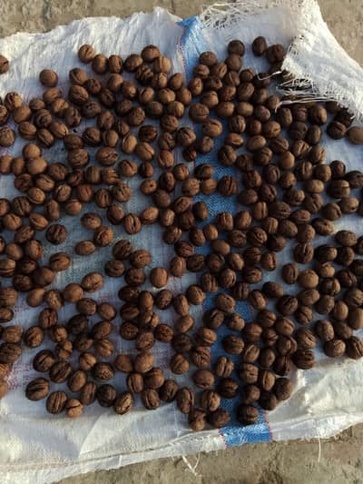 Pure Desi Kashmiri Walnuts for Sale in Lahore