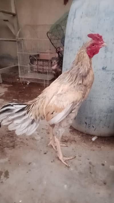pair for sale different prise