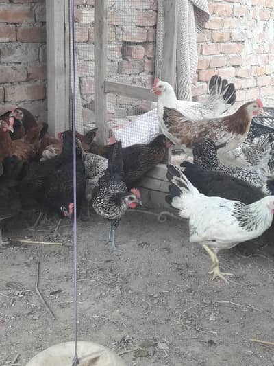 golden misri starter hens