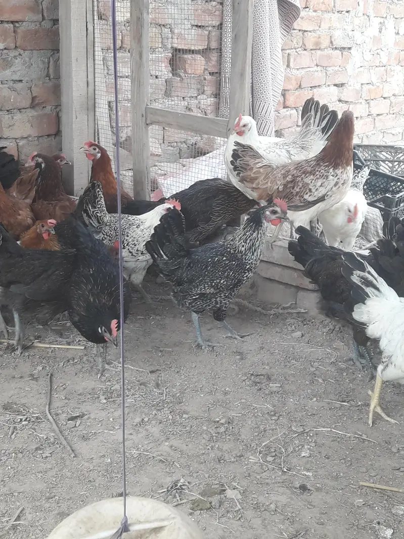 golden misri starter hens — photo 2