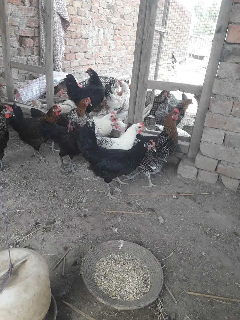 golden misri starter hens — photo 3