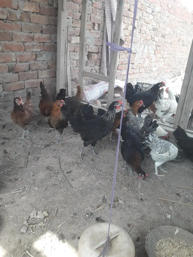 golden misri starter hens — photo 4