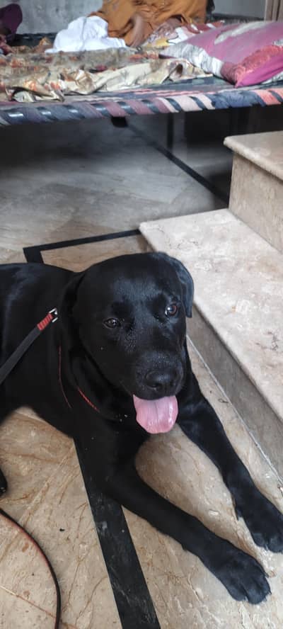 Labrador fully trained