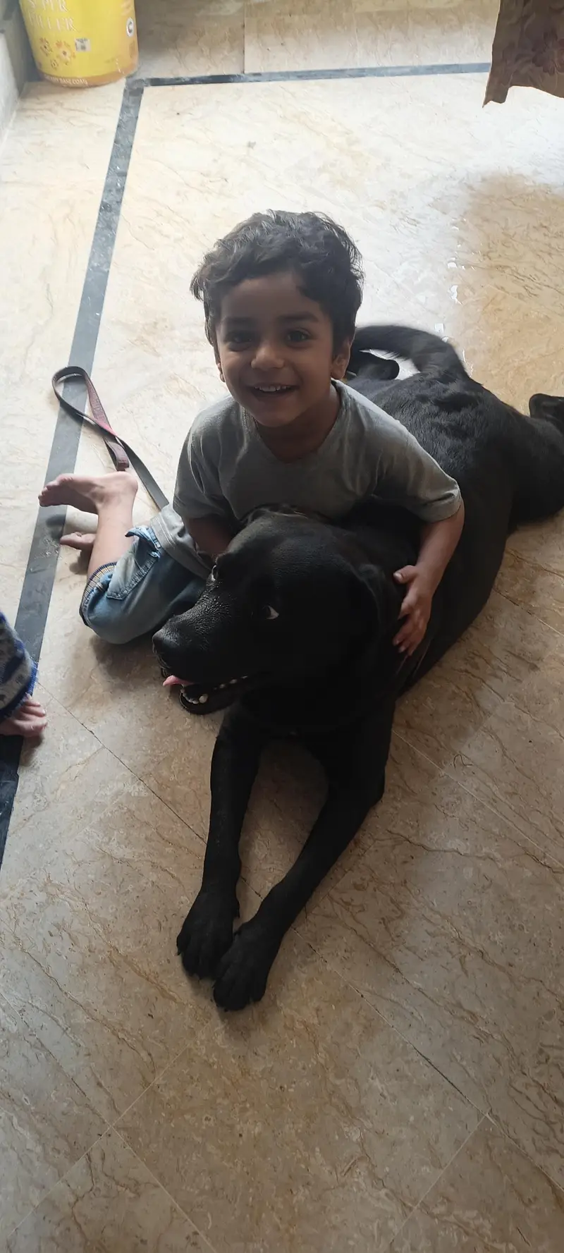 Labrador fully trained — photo 2