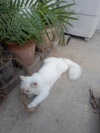 parcian cat 03156170094 call