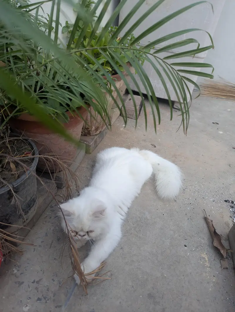 parcian cat 03156170094 call — photo 2