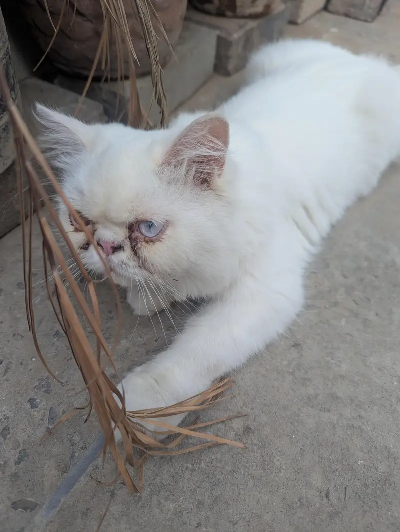 parcian cat 03156170094 call — photo 3