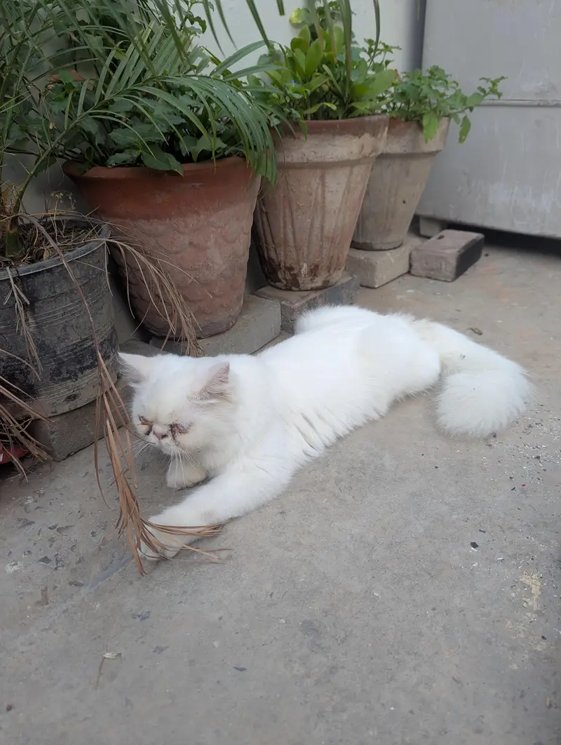 parcian cat 03156170094 call — photo 4
