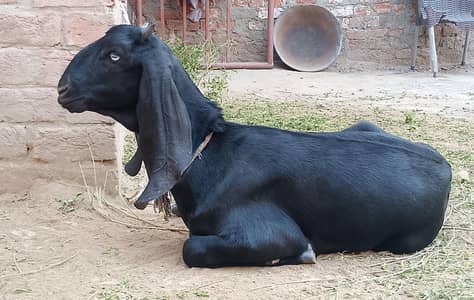 beetal path/ bakri