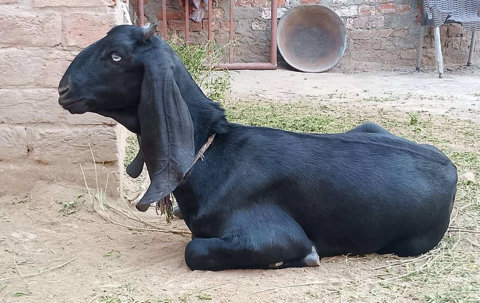 beetal path/ bakri 0